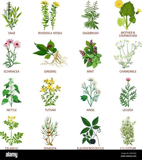 herbs symbolism